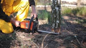 Best Tree Preservation Services  in Jackson, AL