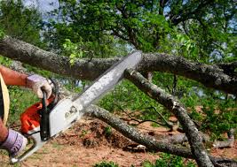 Best Emergency Tree Removal  in Jackson, AL