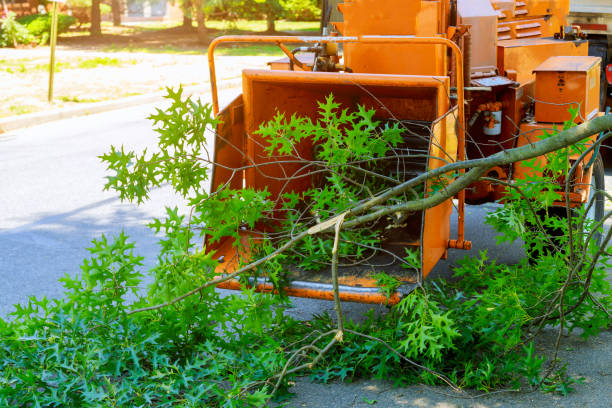 How Our Tree Care Process Works  in  Jackson, AL